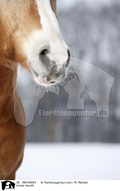 Pferdemaul / horse mouth / RR-49954