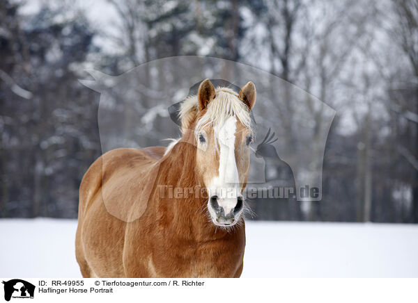 Haflinger Portrait / Haflinger Horse Portrait / RR-49955