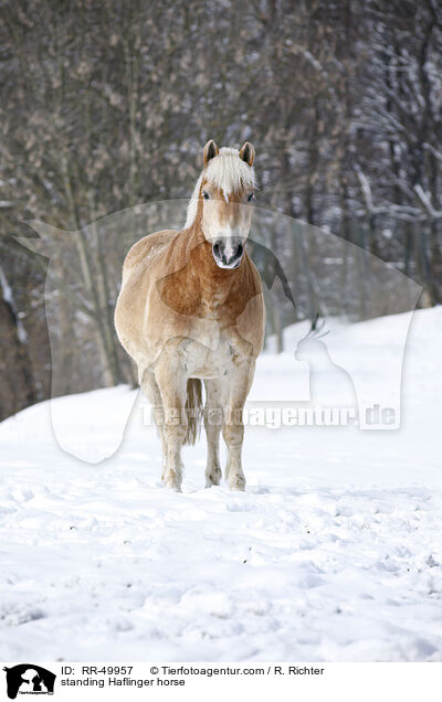 stehender Haflinger / standing Haflinger horse / RR-49957