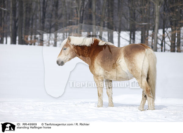 stehender Haflinger / standing Haflinger horse / RR-49969