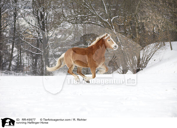 rennender Haflinger / running Haflinger Horse / RR-49977