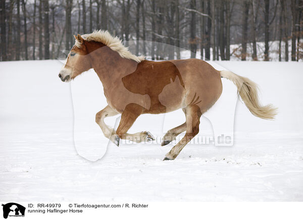 rennender Haflinger / running Haflinger Horse / RR-49979