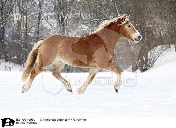 trabender Haflinger / trotting Haflinger / RR-49992