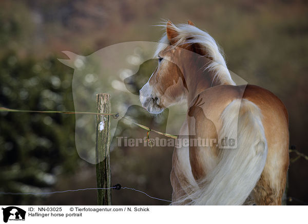 Haflinger Portrait / Haflinger horse portrait / NN-03025