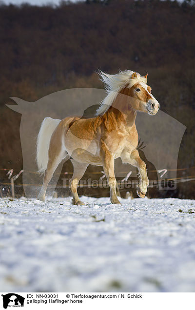 galoppierender Haflinger / galloping Haflinger horse / NN-03031