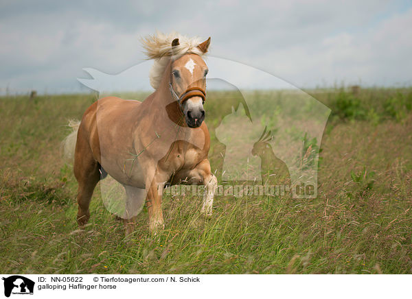 galoppierender Haflinger / galloping Haflinger horse / NN-05622