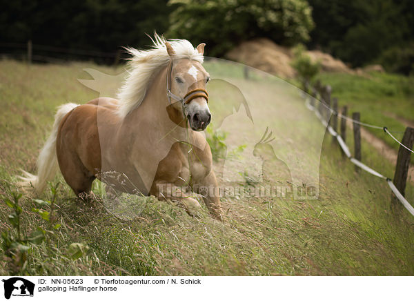 galoppierender Haflinger / galloping Haflinger horse / NN-05623