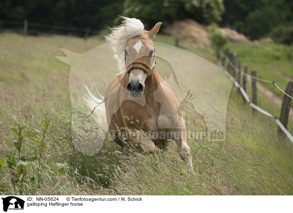 galoppierender Haflinger / galloping Haflinger horse / NN-05624