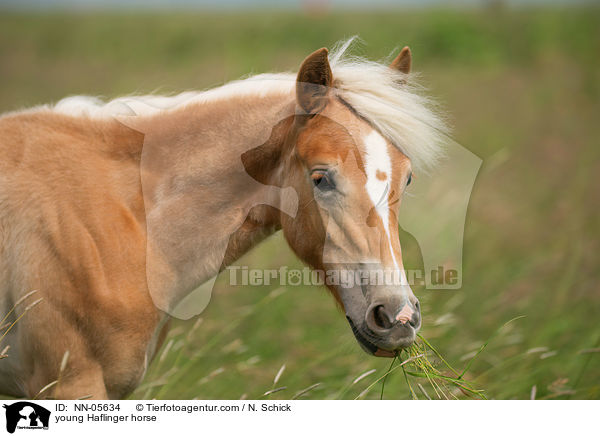 junger Haflinger / young Haflinger horse / NN-05634