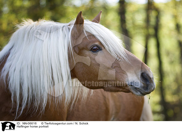 Haflinger horse portrait / NN-06616