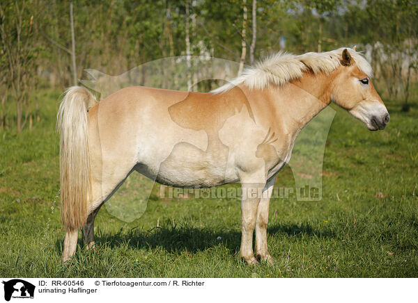 Haflinger setzt Urin ab / urinating Haflinger / RR-60546