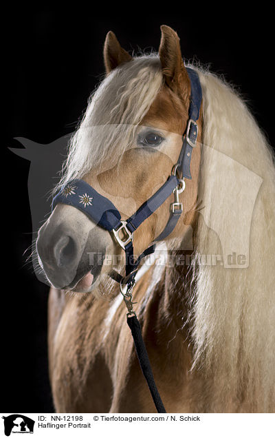 Haflinger Portrait / NN-12198