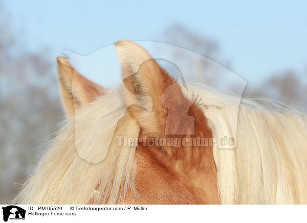 Haflinger horse ears / PM-05520