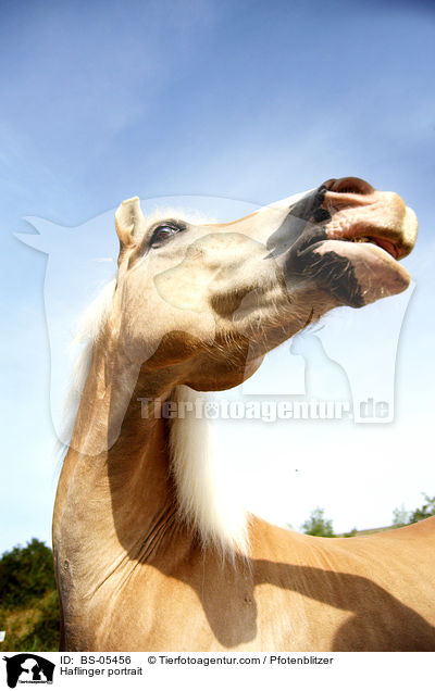 Haflinger Portrait / Haflinger portrait / BS-05456