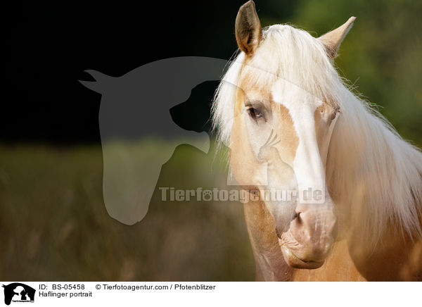 Haflinger Portrait / Haflinger portrait / BS-05458