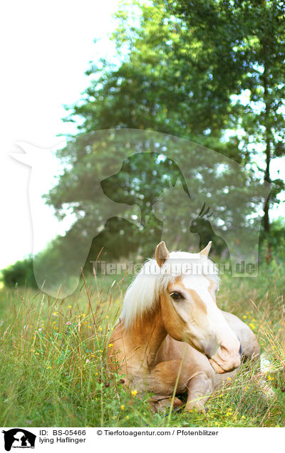 liegender Haflinger / lying Haflinger / BS-05466