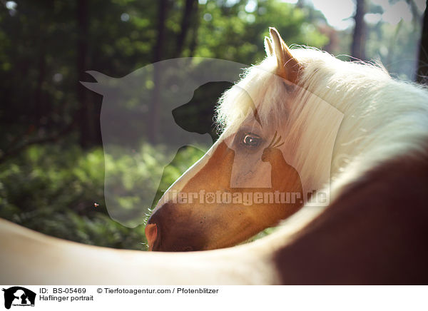 Haflinger Portrait / Haflinger portrait / BS-05469