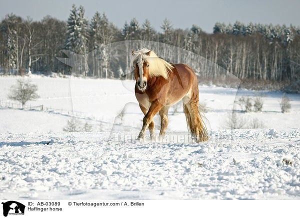 Haflinger horse / AB-03089