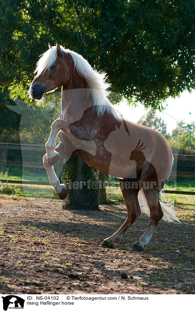 steigender Haflinger / rising Haflinger horse / NS-04102