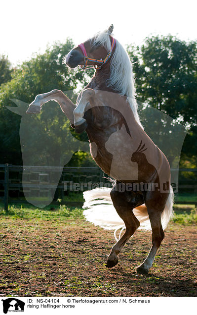 steigender Haflinger / rising Haflinger horse / NS-04104