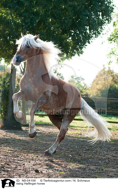 steigender Haflinger / rising Haflinger horse / NS-04106