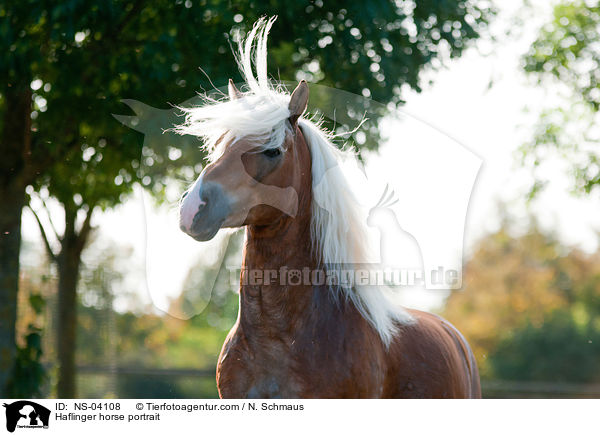 Haflinger Portrait / Haflinger horse portrait / NS-04108