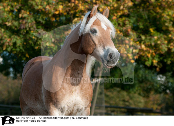 Haflinger Portrait / Haflinger horse portrait / NS-04123