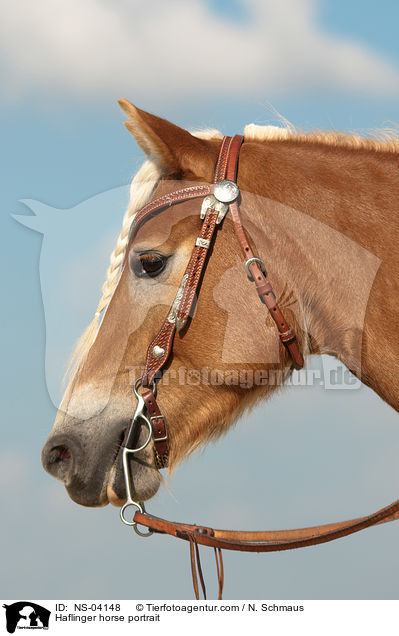 Haflinger Portrait / Haflinger horse portrait / NS-04148