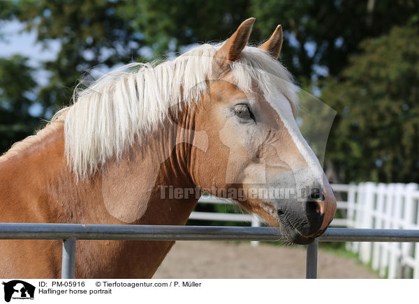 Haflinger Portrait / Haflinger horse portrait / PM-05916