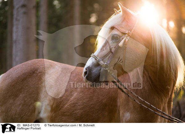 Haflinger Portrait / Haflinger Portrait / MAS-01270