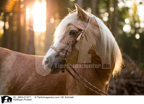 Haflinger Portrait / Haflinger Portrait / MAS-01271