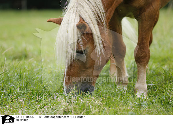 Haflinger / Haflinger / RR-85437