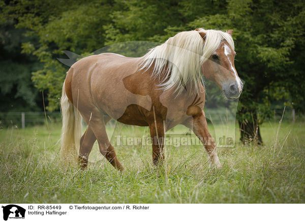 trabender Haflinger / trotting Haflinger / RR-85449