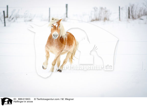 Haflinger im Schnee / Haflinger in snow / MW-01863