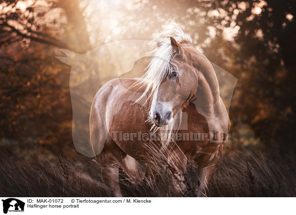 Haflinger Portrait / Haflinger horse portrait / MAK-01072