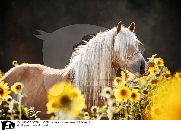 Haflinger Portrait / Haflinger horse Portrait / MAK-01078