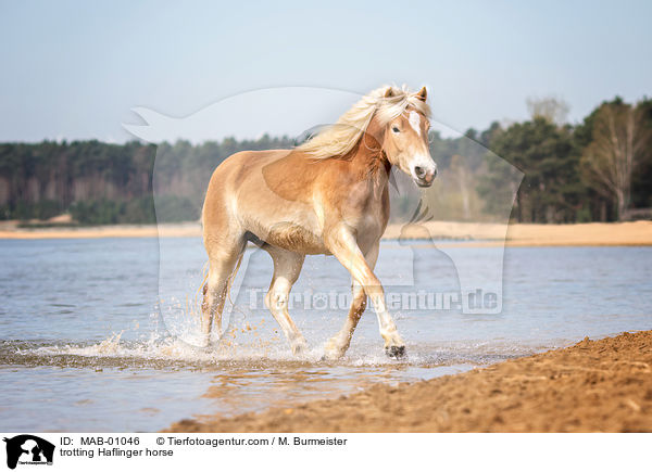 trabender Haflinger / trotting Haflinger horse / MAB-01046