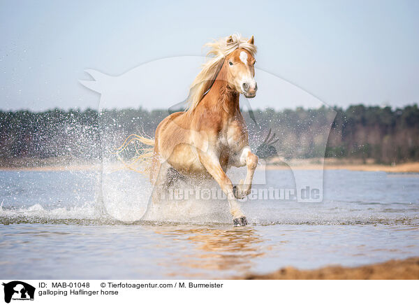 galoppierender Haflinger / galloping Haflinger horse / MAB-01048