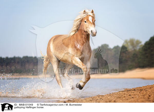 galoppierender Haflinger / galloping Haflinger horse / MAB-01049