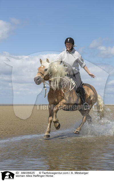 Frau reitet Haflinger / woman rides Haflinger Horse / AM-06625