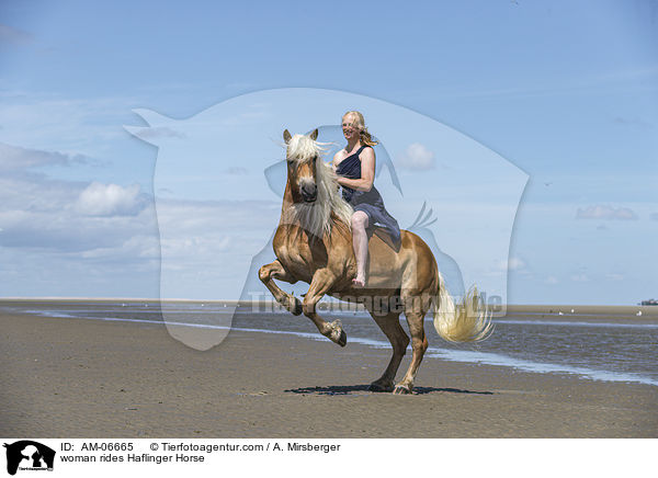 Frau reitet Haflinger / woman rides Haflinger Horse / AM-06665