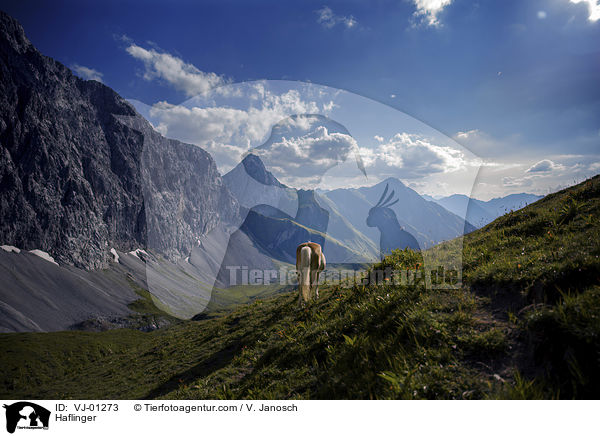 Haflinger auf der Alm / Haflinger / VJ-01273