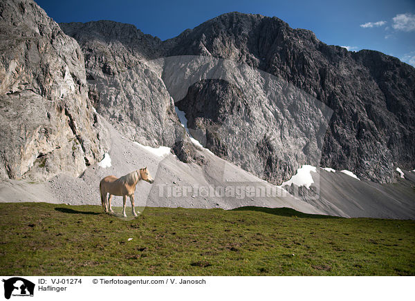 Haflinger auf der Alm / Haflinger / VJ-01274