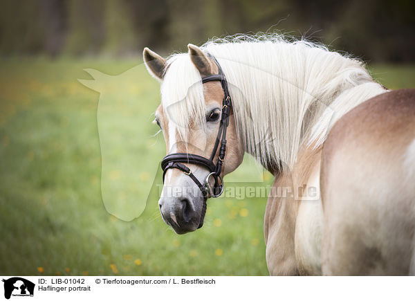 Haflinger Portrait / Haflinger portrait / LIB-01042