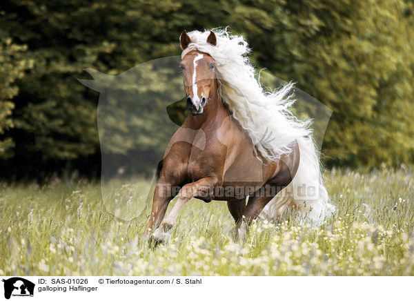 galoppierender Edelbluthaflinger / galloping Haflinger / SAS-01026