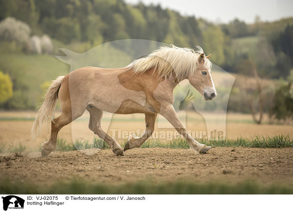 trabender Haflinger / trotting Haflinger / VJ-02075