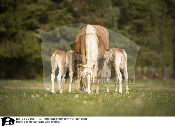 Haflinger Fohlen mit Mutter / Haflinger Horse foals with mother / VJ-02165