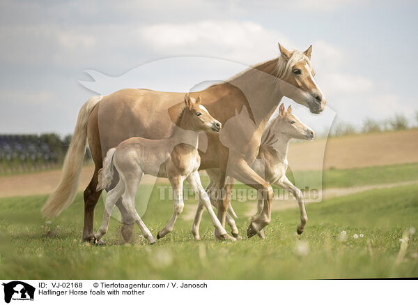 Haflinger Fohlen mit Mutter / Haflinger Horse foals with mother / VJ-02168