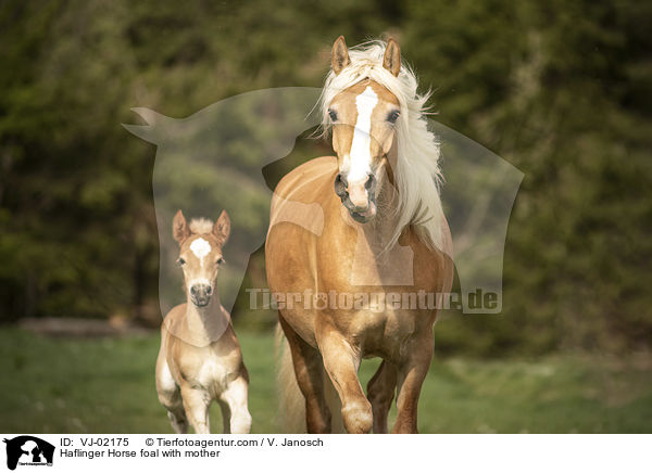 Haflinger Fohlen mit Mutter / Haflinger Horse foal with mother / VJ-02175