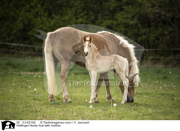 Haflinger Fohlen mit Mutter / Haflinger Horse foal with mother / VJ-02192